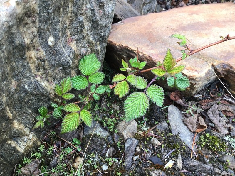 Rubus subornatus photo 6