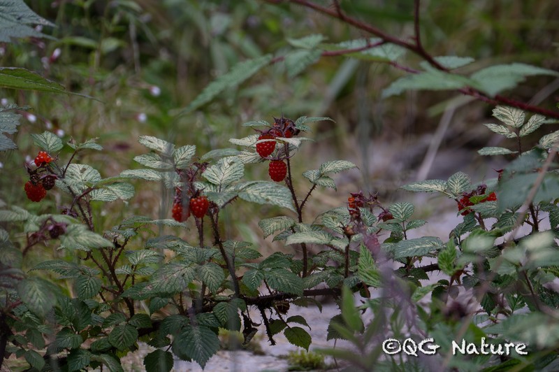 Rubus subornatus photo 7