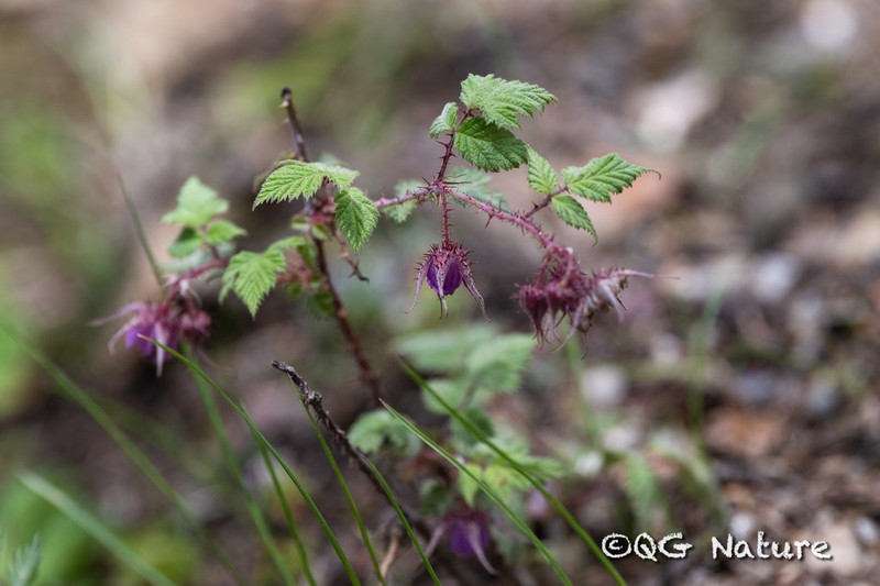 Rubus subornatus photo 8