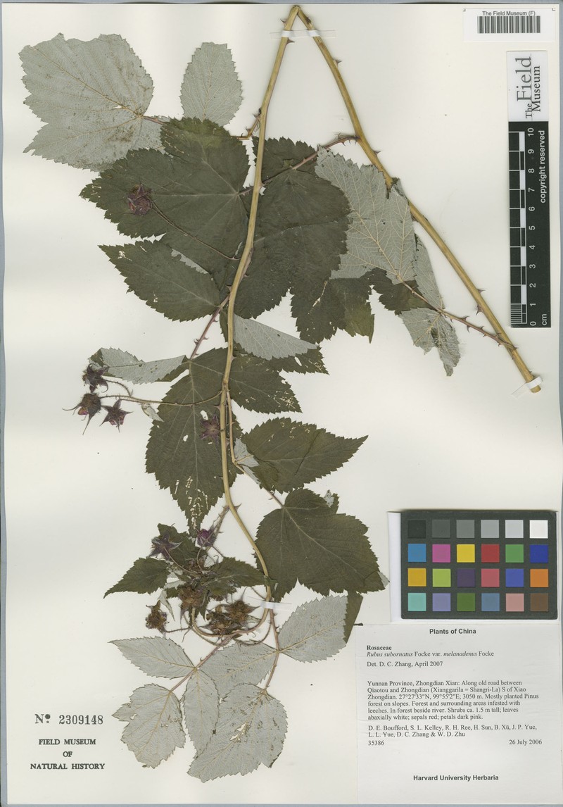 Rubus subornatus var. melanadenus