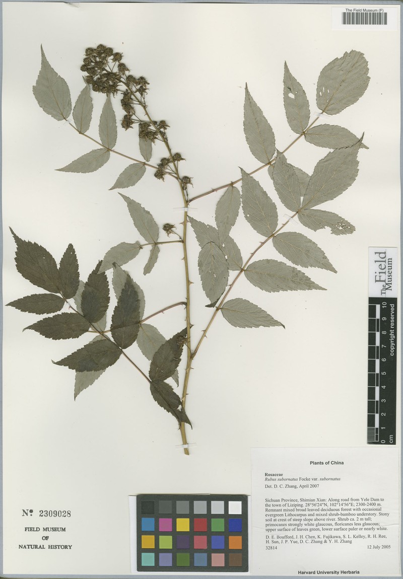 Rubus subornatus var. subornatus