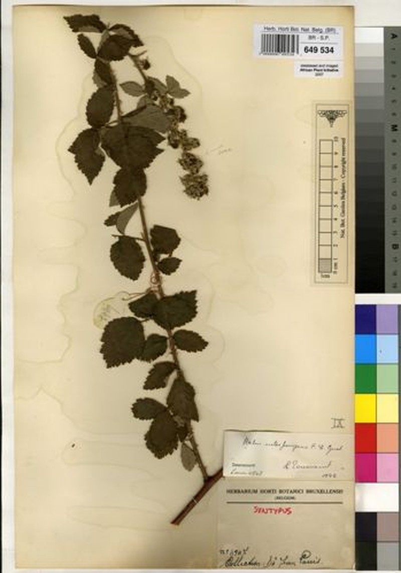 Rubus subspicatus