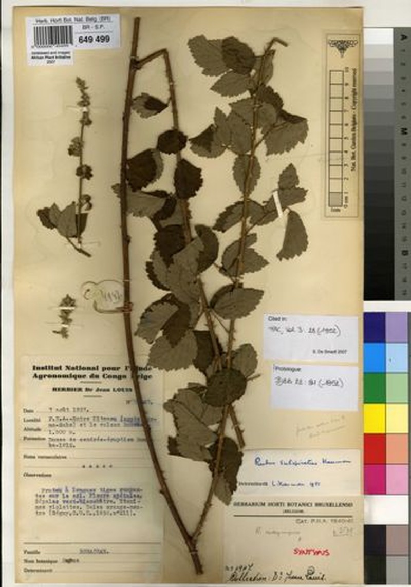 Rubus subspicatus photo 2