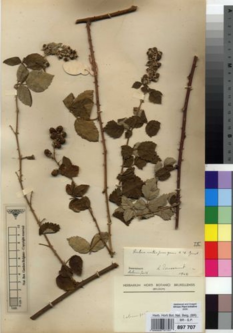 Rubus subspicatus photo 3
