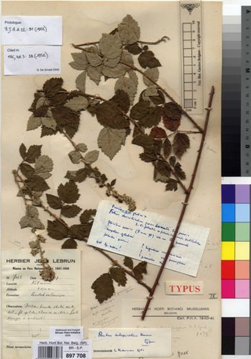 Rubus subspicatus photo 4