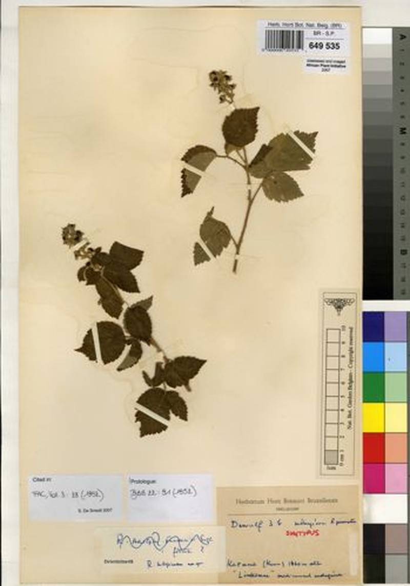 Rubus subspicatus photo 5