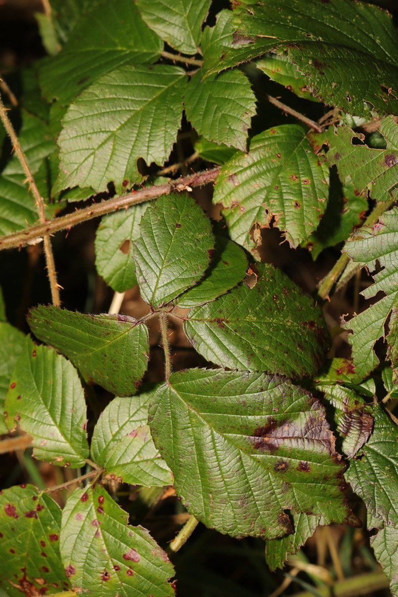 Rubus subtercanens