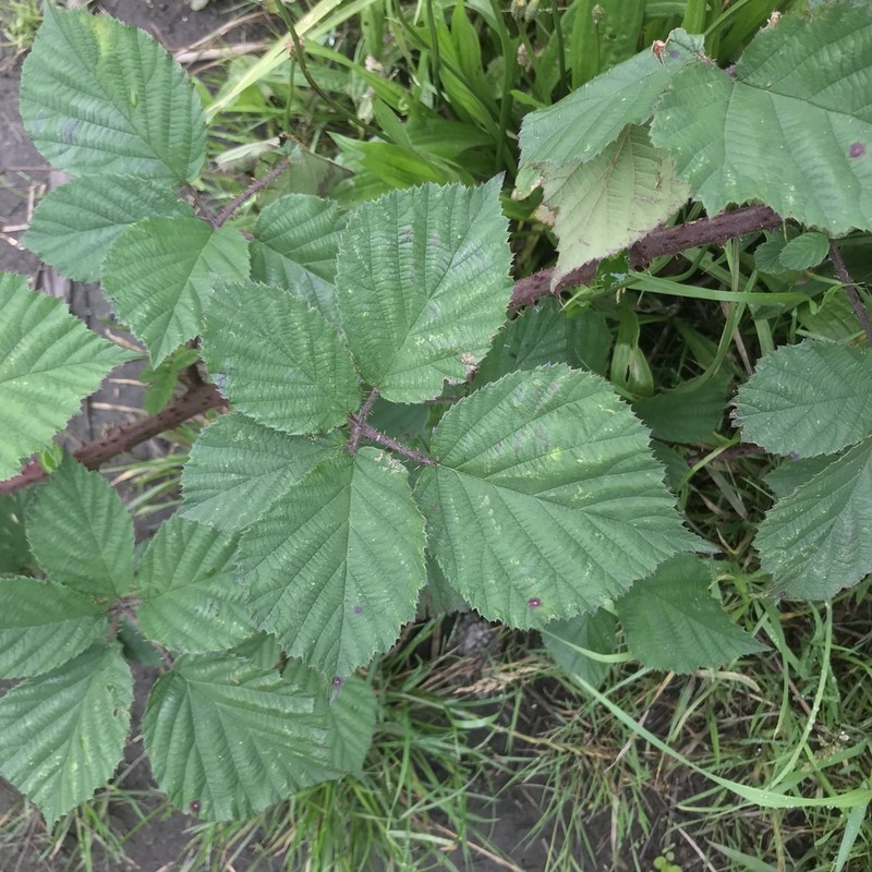 Rubus subtercanens photo 2