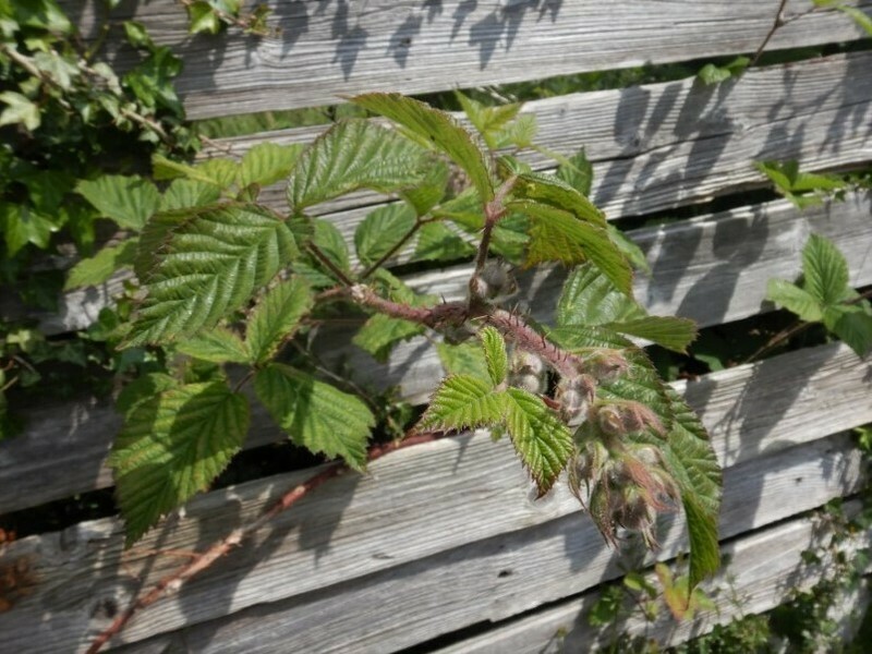Rubus subtercanens photo 3