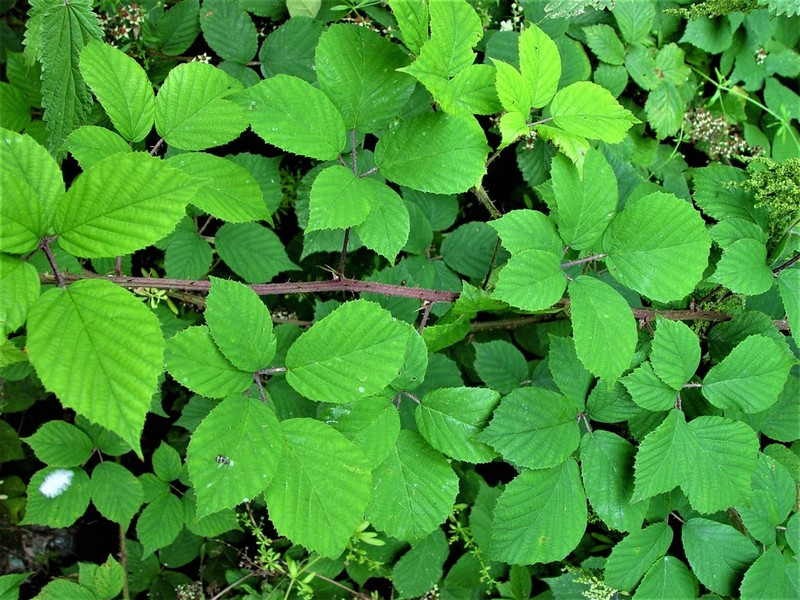 Rubus subtercanens photo 4