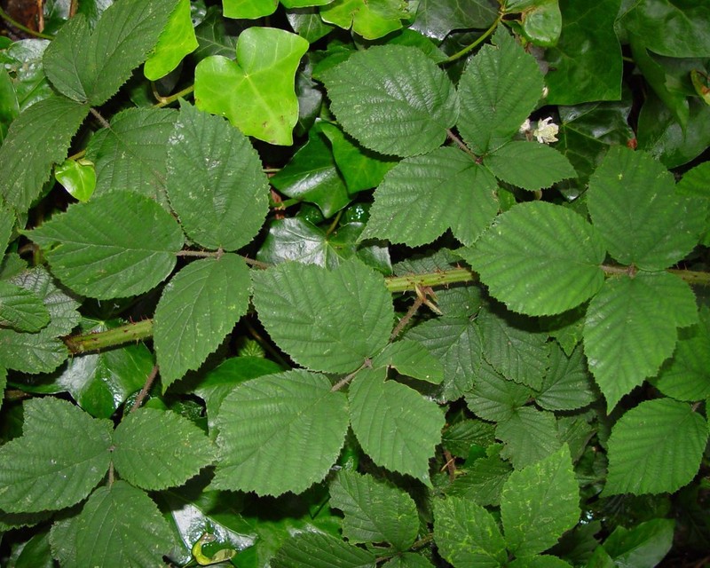 Rubus subtercanens photo 5
