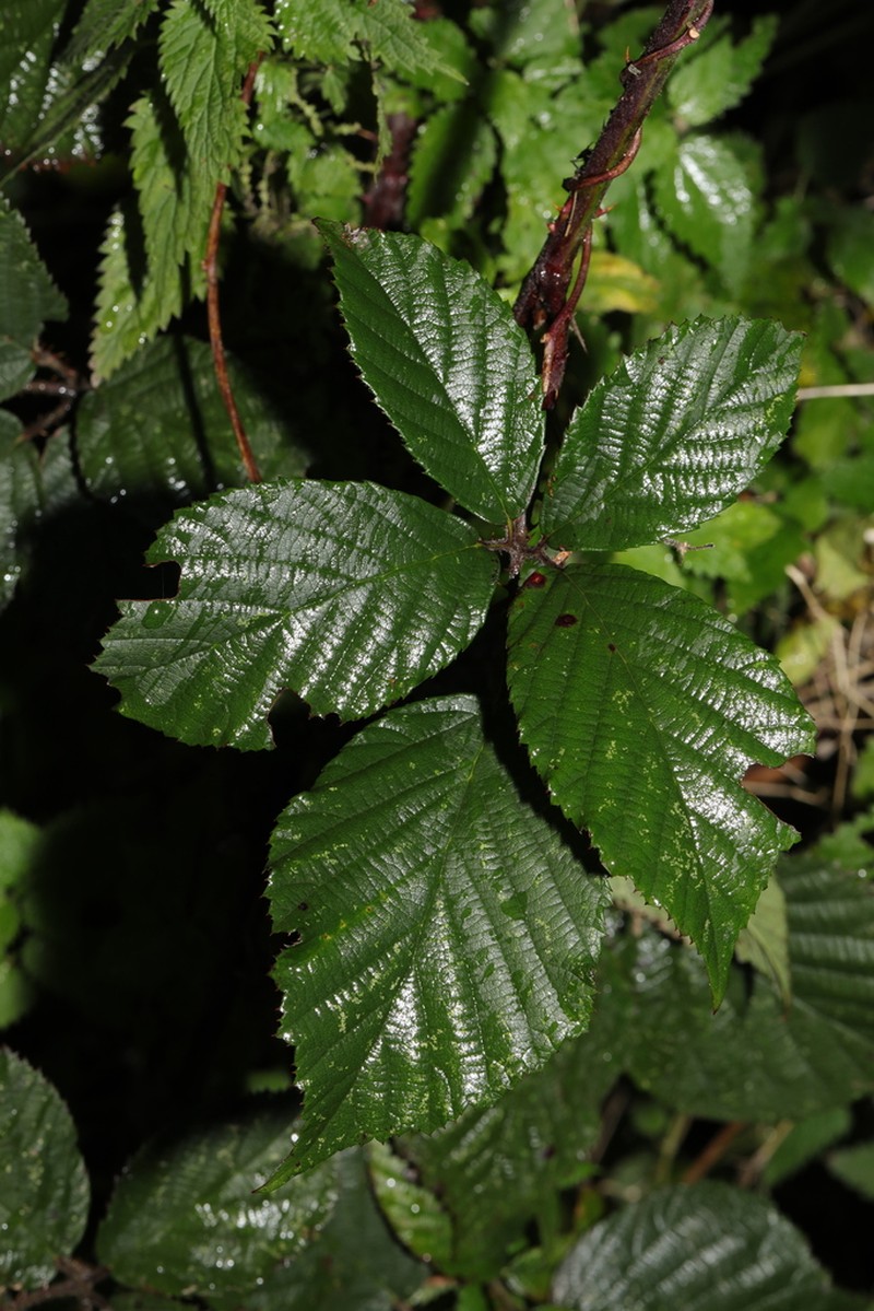 Rubus subtercanens photo 6