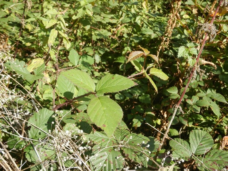 Rubus subtercanens photo 7