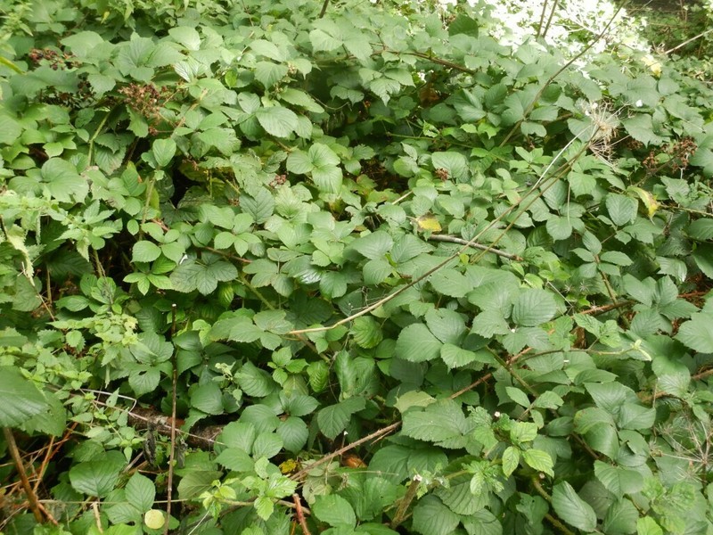 Rubus subtercanens photo 8