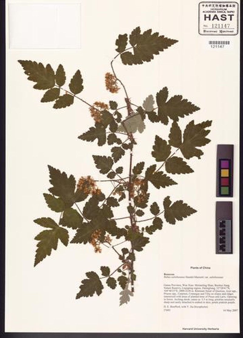 Rubus subtibetanus