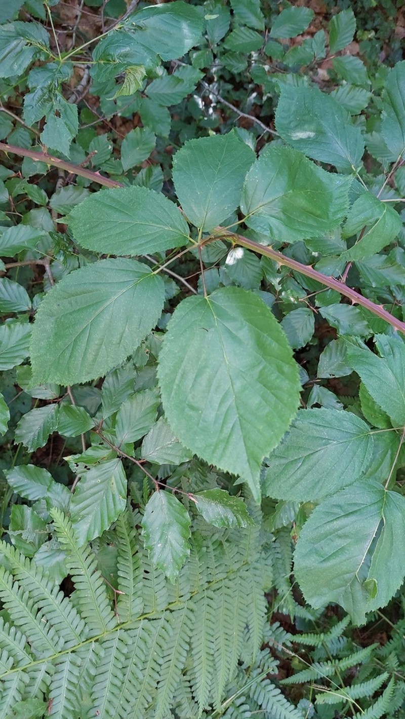 Rubus sulcatus photo 3