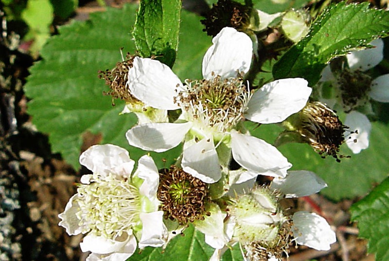 Rubus sulcatus photo 4