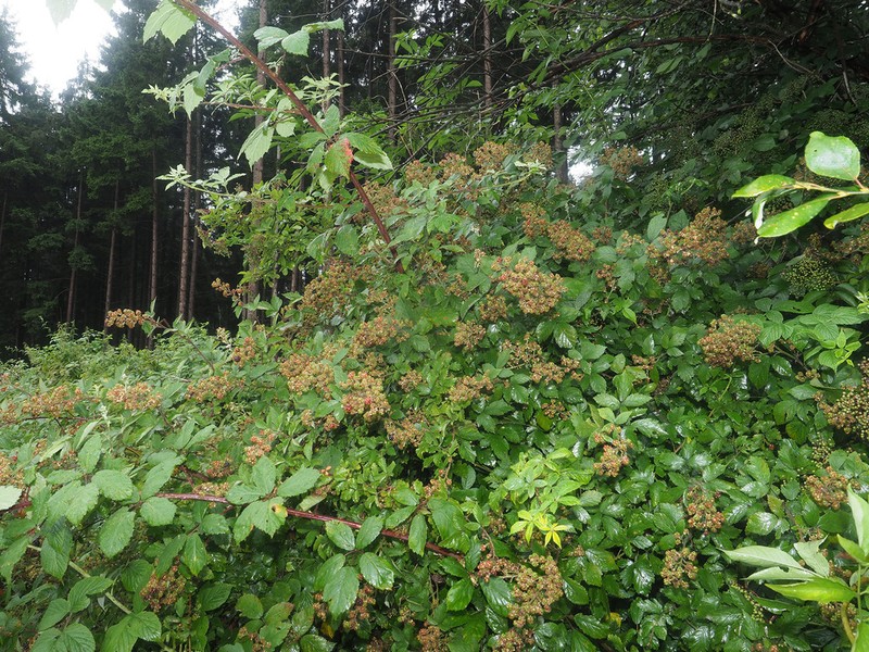 Rubus sulcatus photo 5