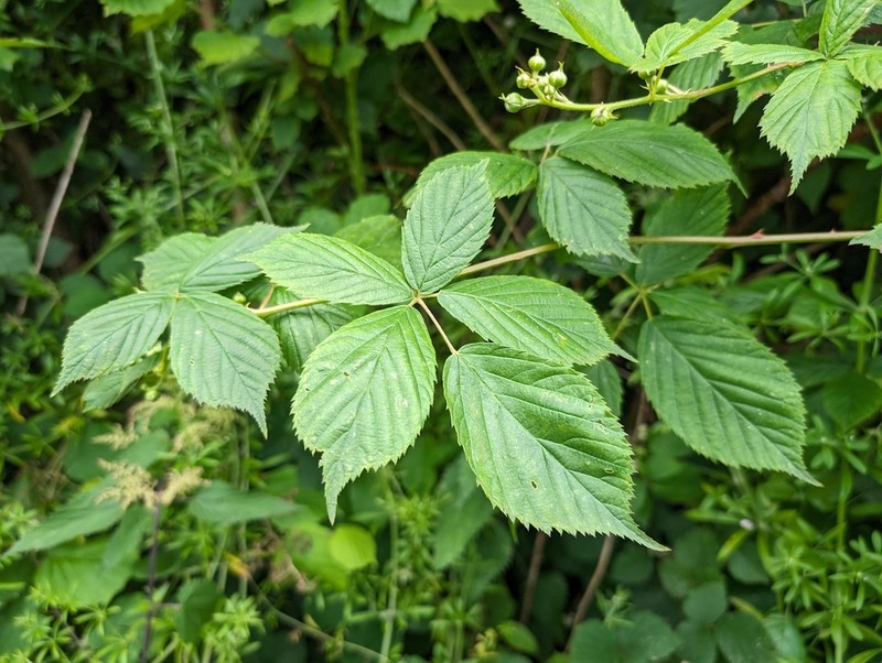 Rubus sulcatus photo 6