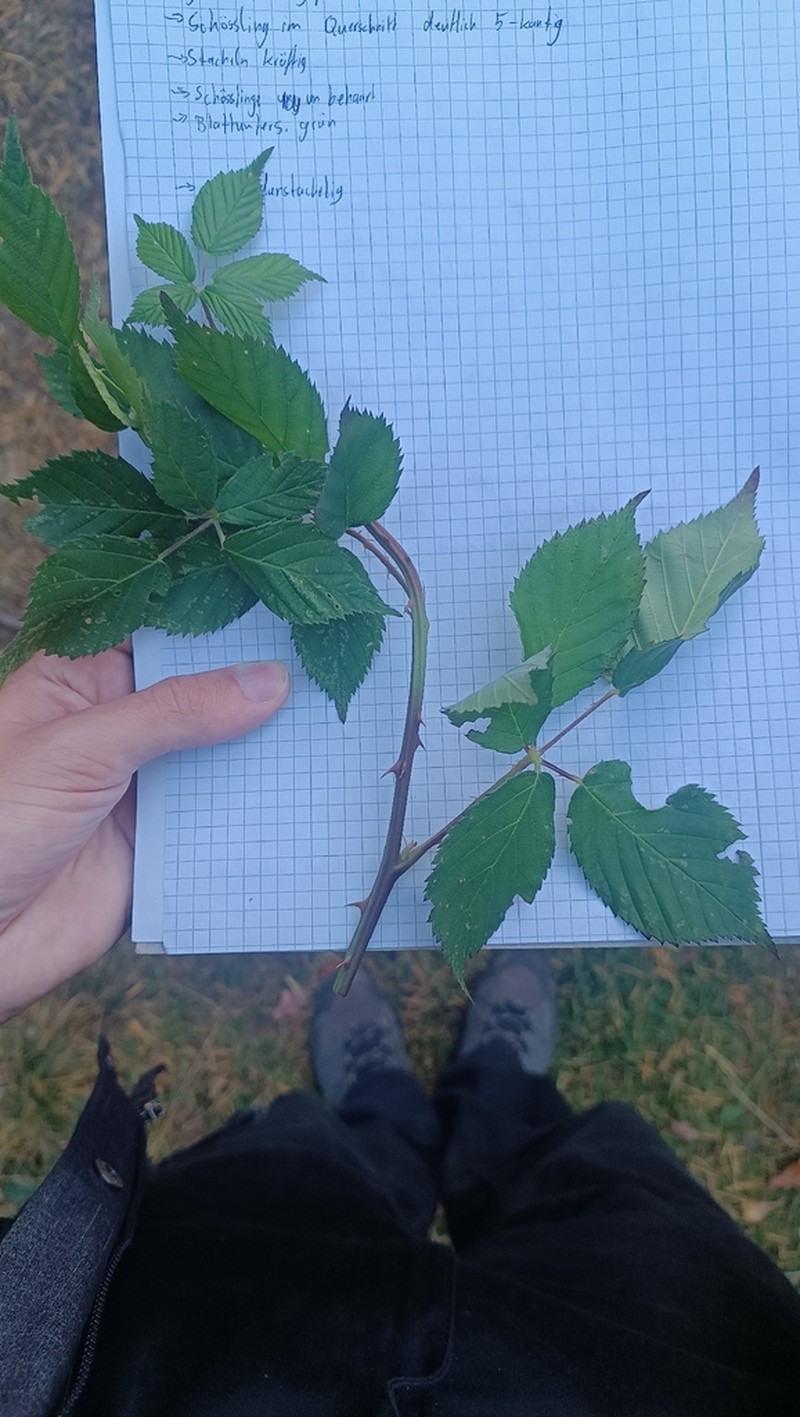Rubus sulcatus photo 7