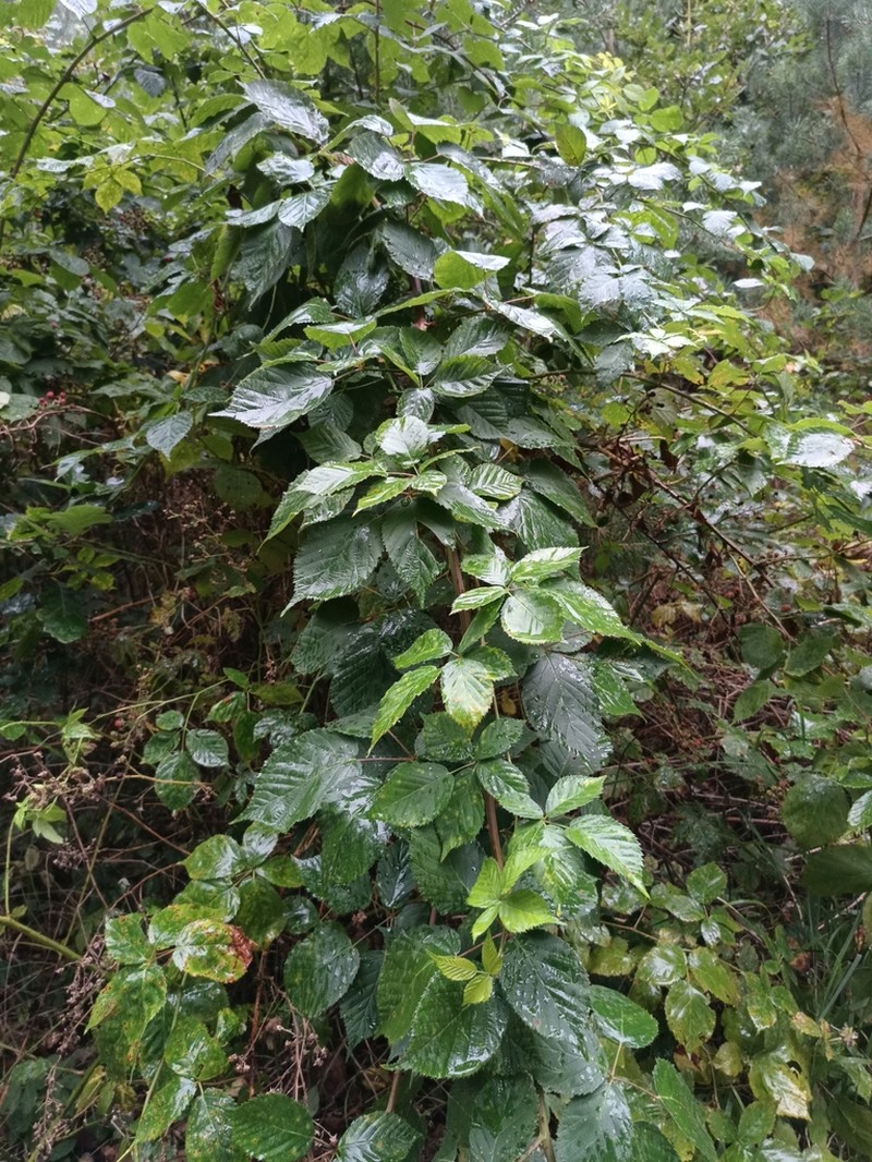 Rubus sulcatus photo 8