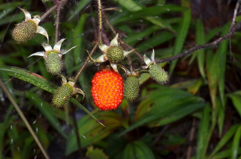 Rubus sumatranus