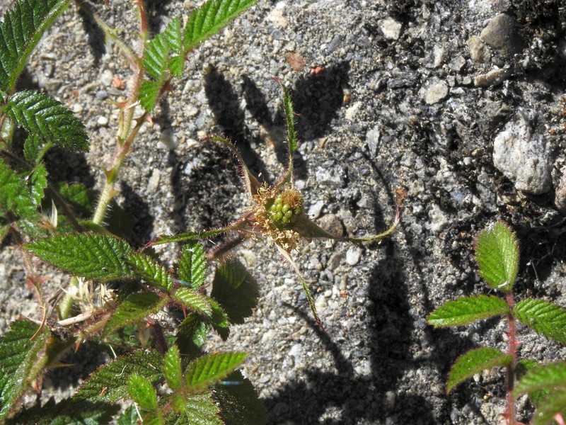 Rubus sumatranus photo 2