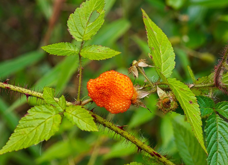 Rubus sumatranus photo 3