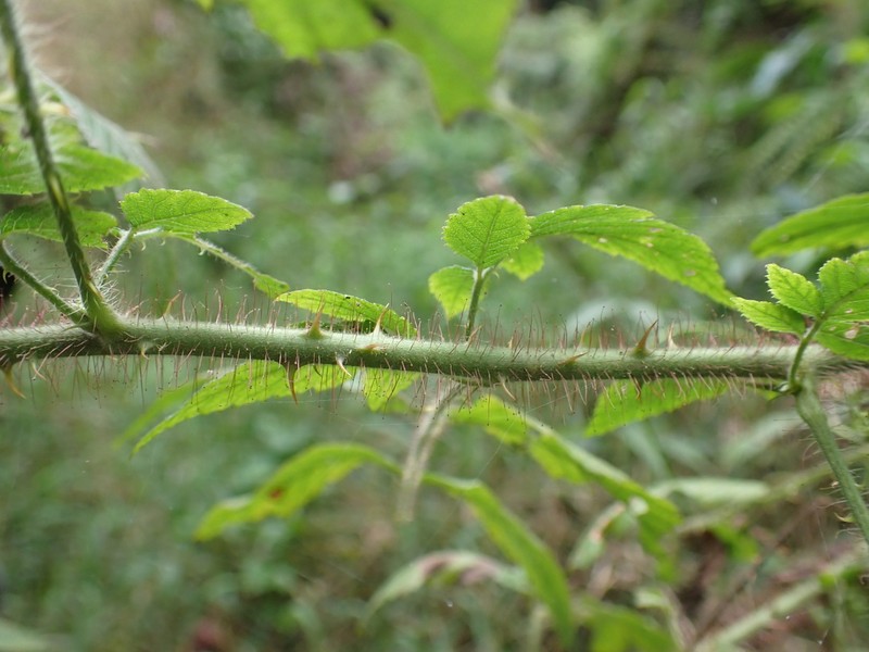 Rubus sumatranus photo 4