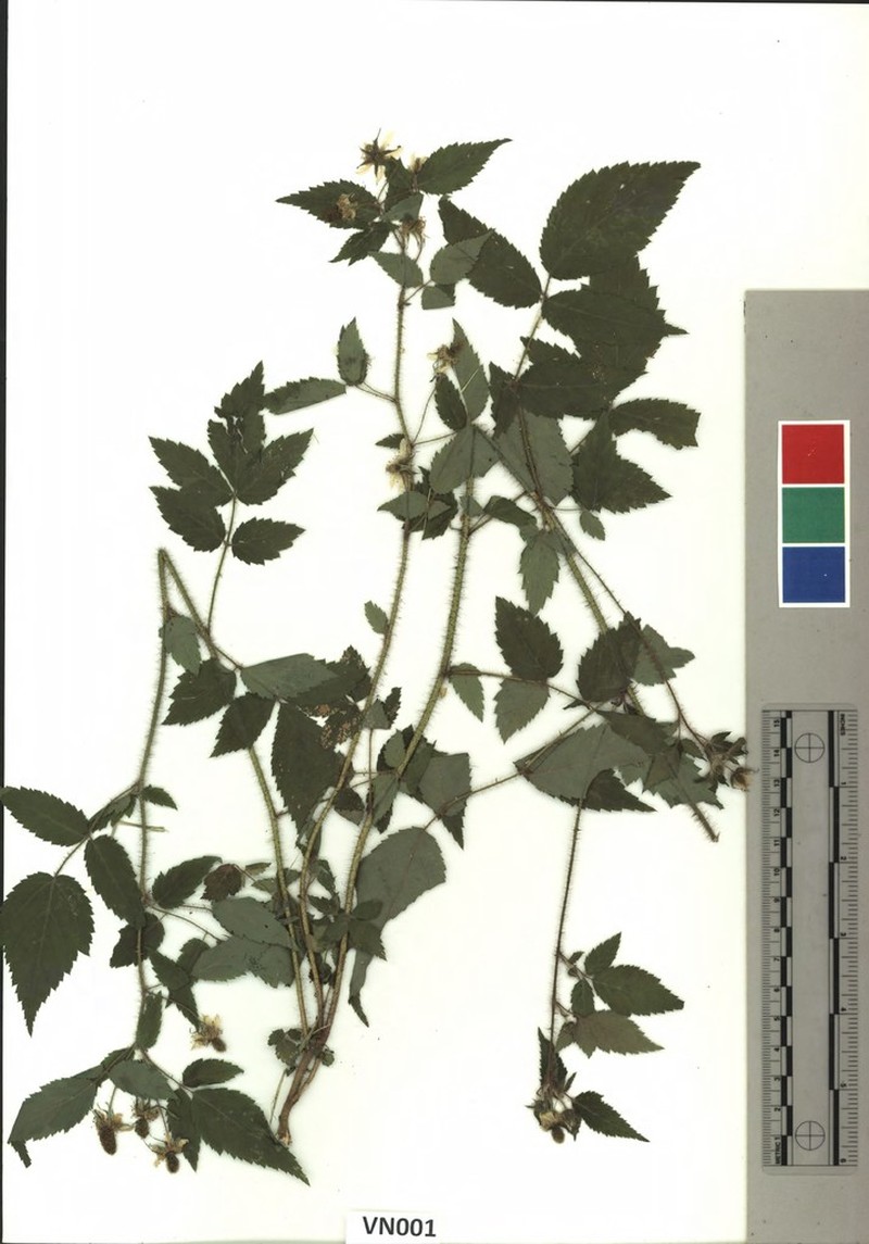 Rubus sumatranus photo 5