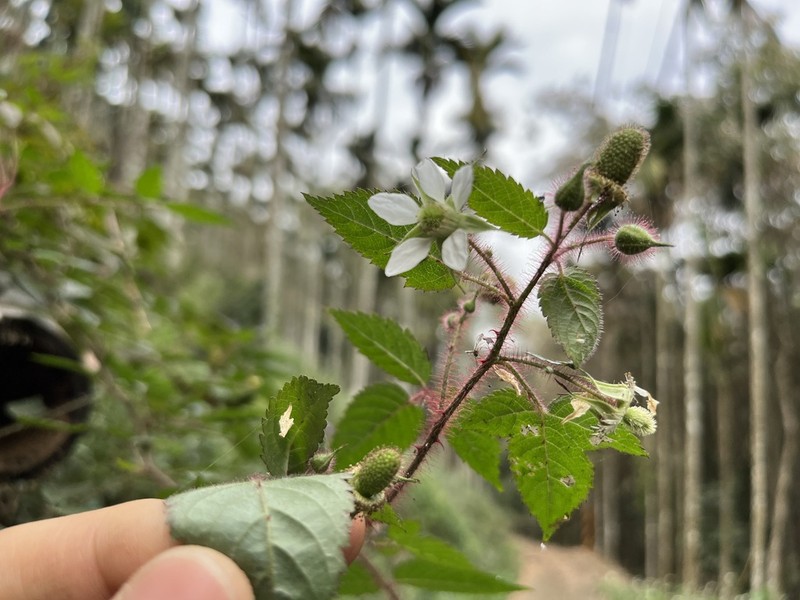 Rubus sumatranus photo 6