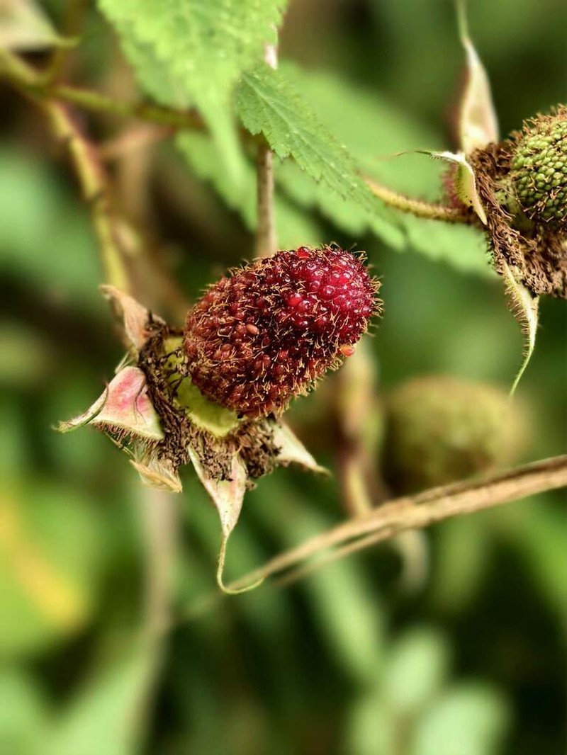 Rubus sumatranus photo 8