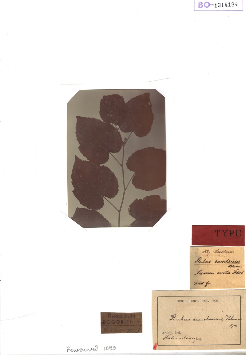 Rubus sundaicus photo 2