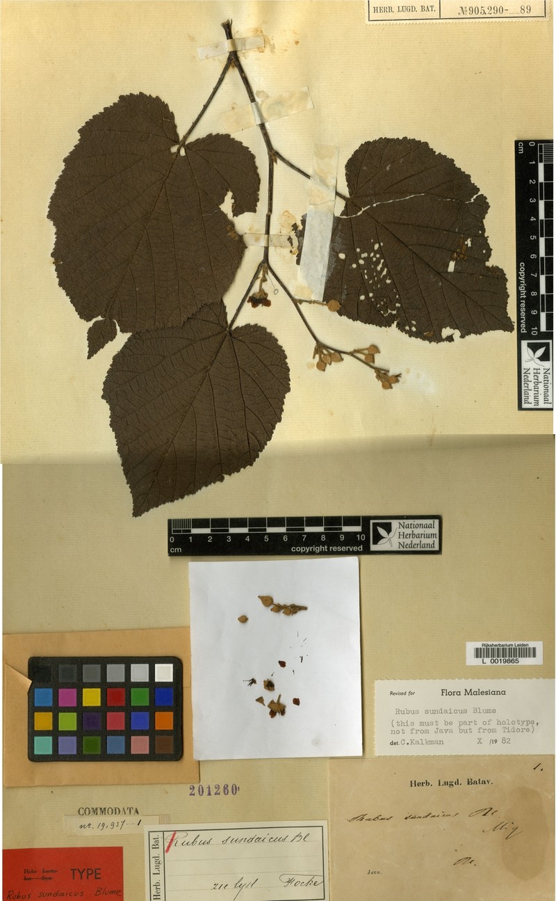Rubus sundaicus photo 3