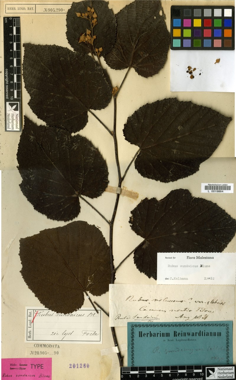 Rubus sundaicus photo 4