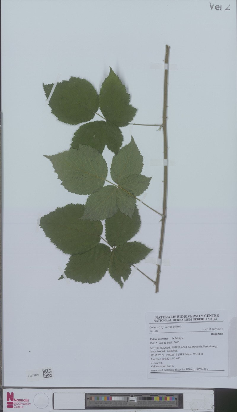 Rubus surrectus