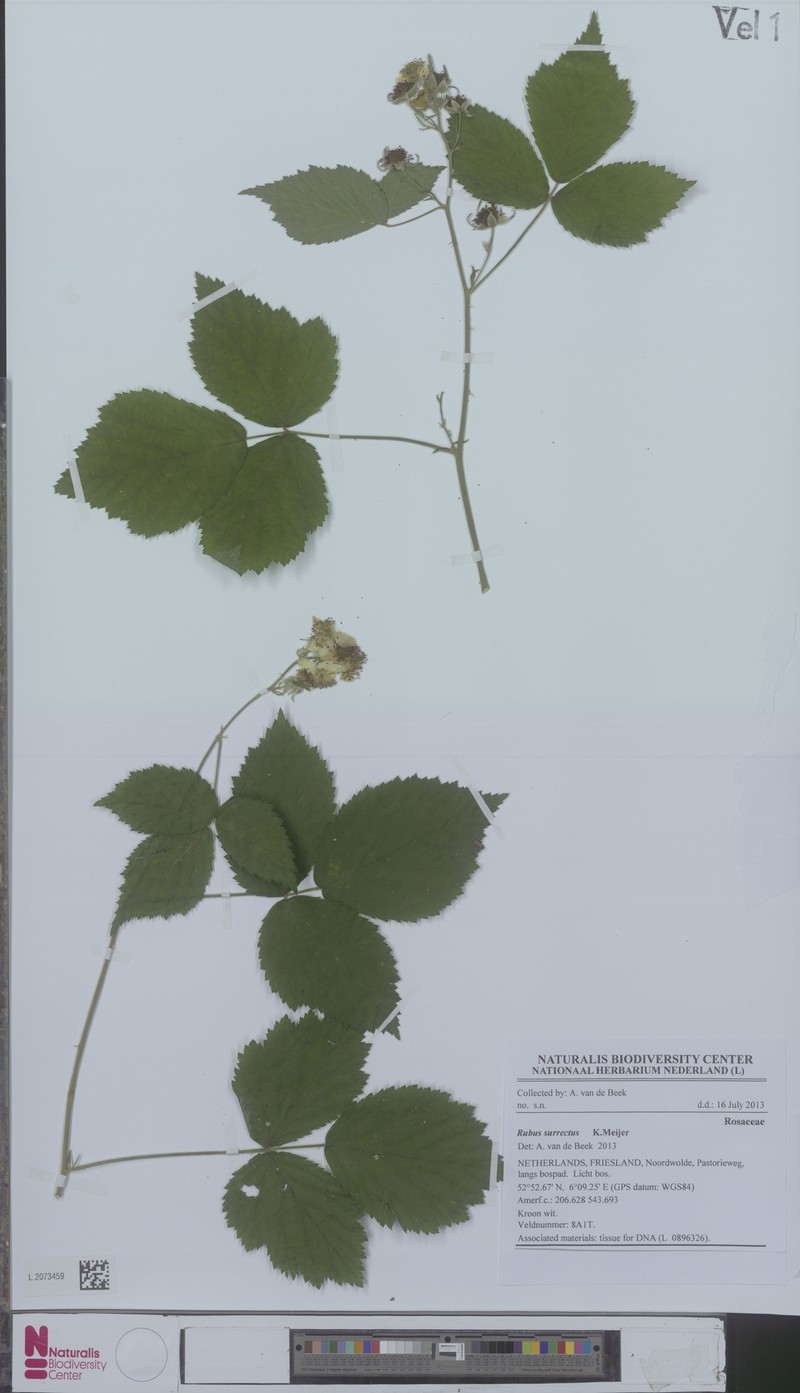 Rubus surrectus photo 2