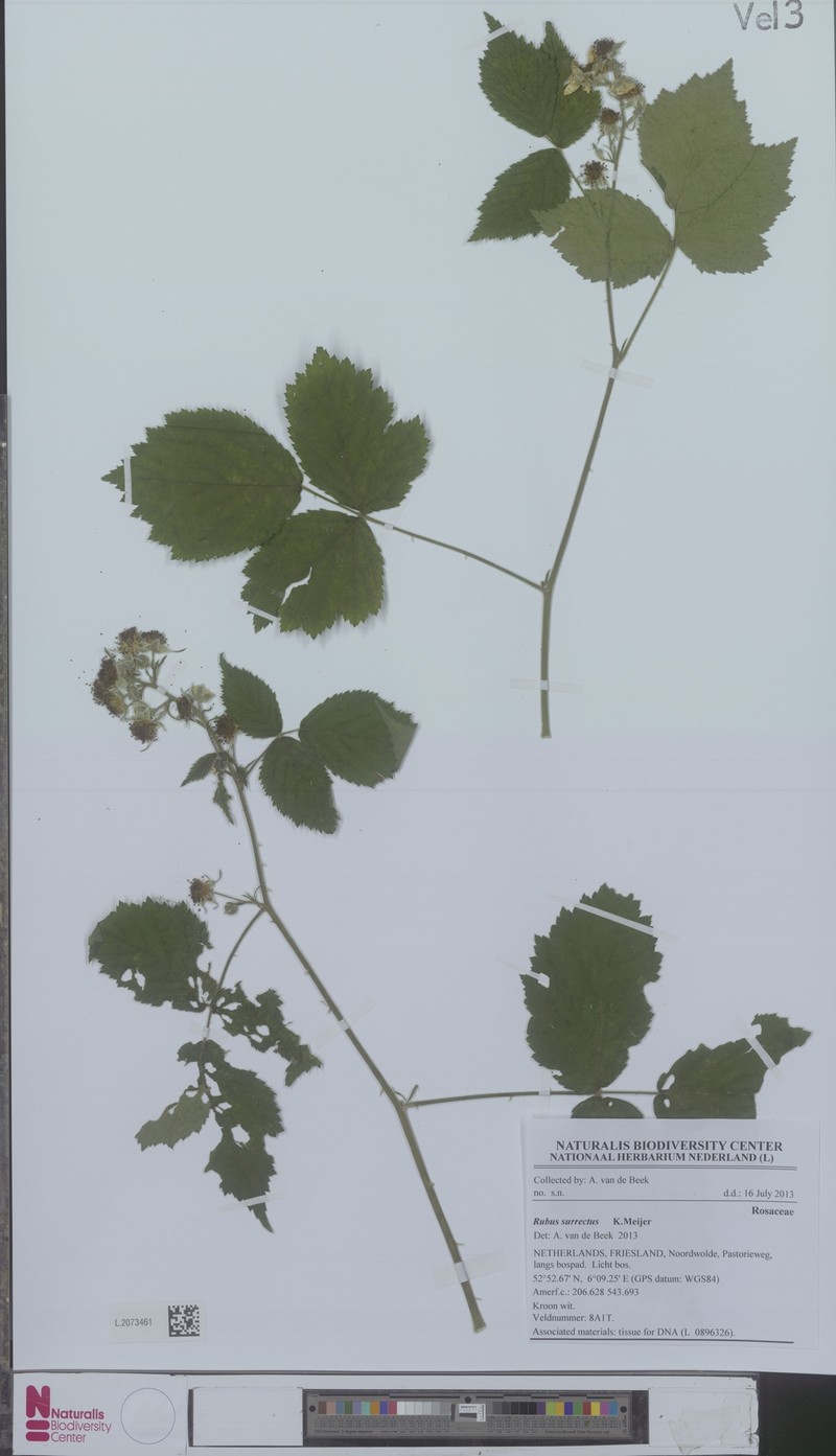Rubus surrectus photo 3