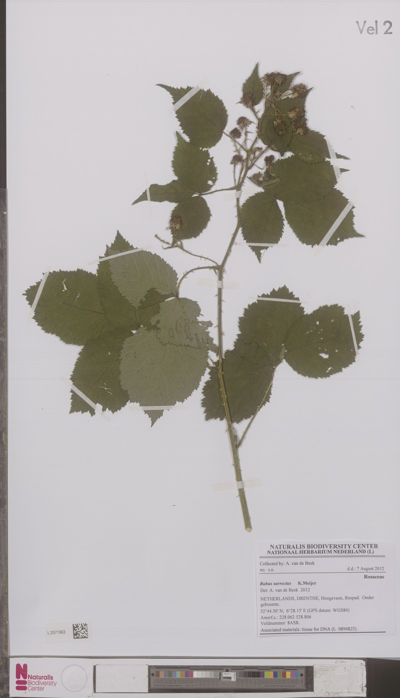 Rubus surrectus photo 4