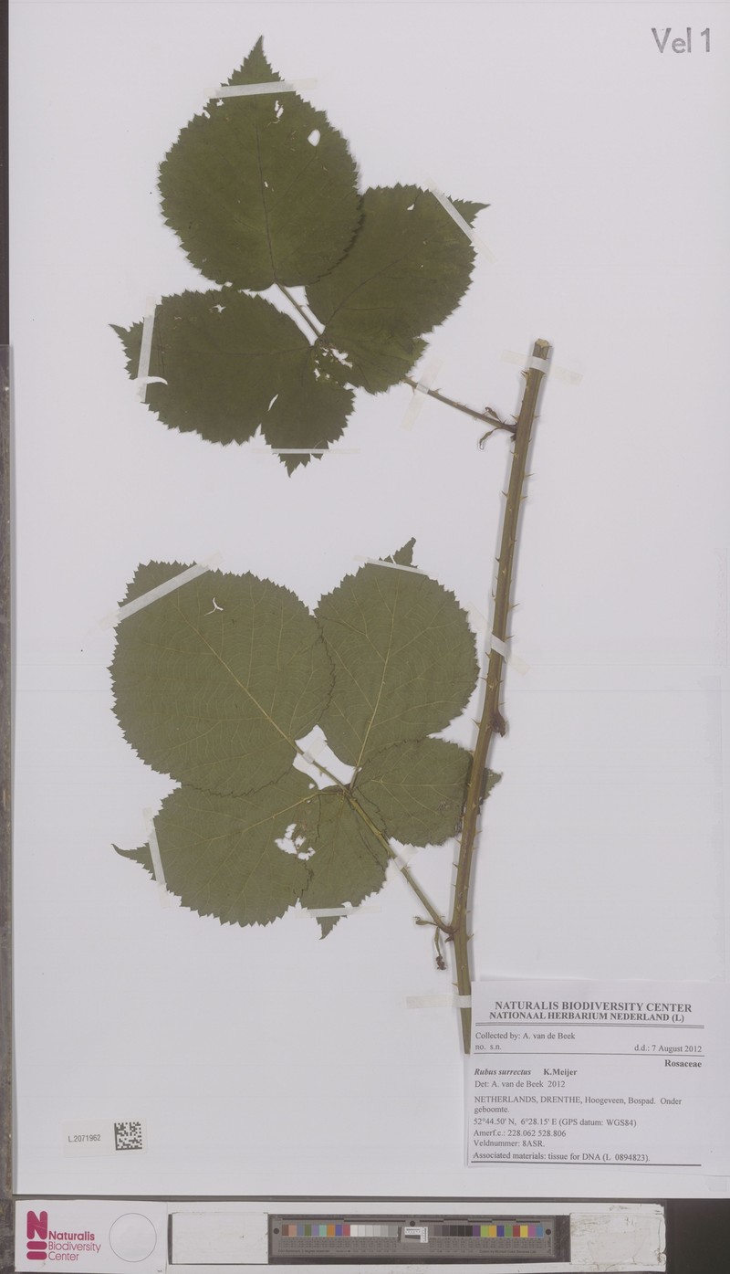 Rubus surrectus photo 5