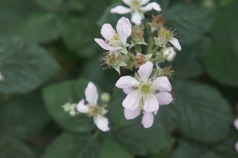 Rubus surrejanus