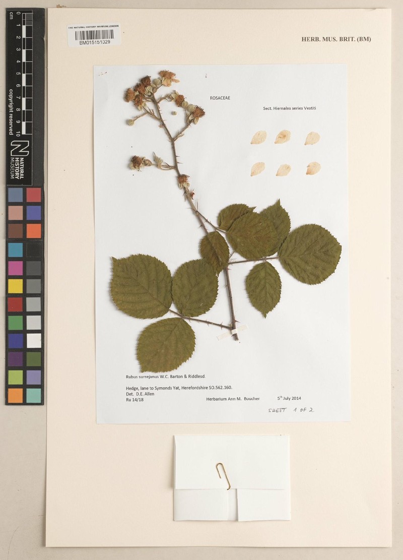 Rubus surrejanus photo 2