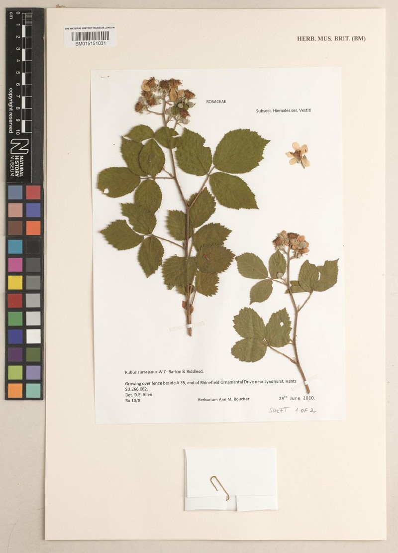 Rubus surrejanus photo 3