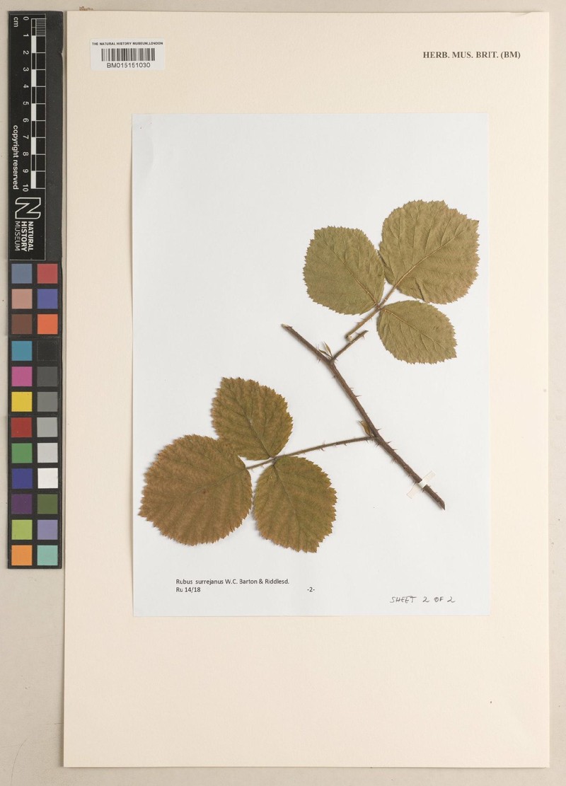 Rubus surrejanus photo 4