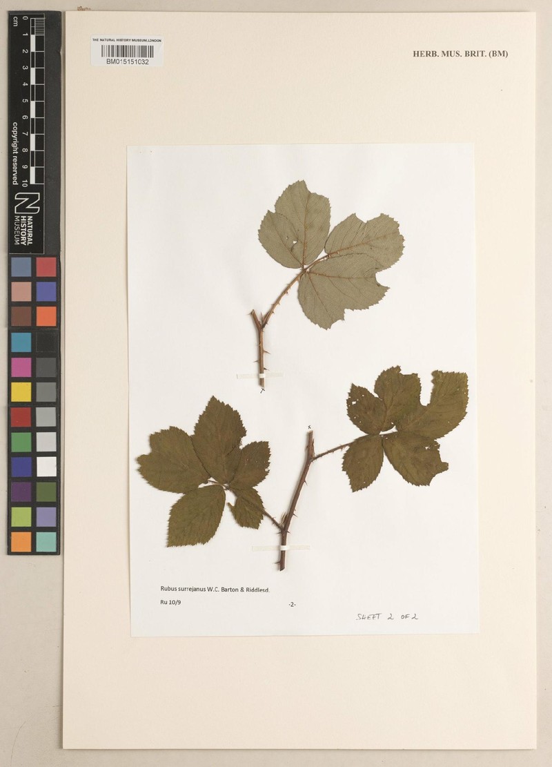 Rubus surrejanus photo 5