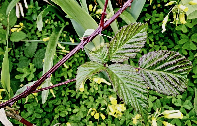 Rubus suspiciosus