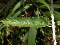 Rubus swinhoei