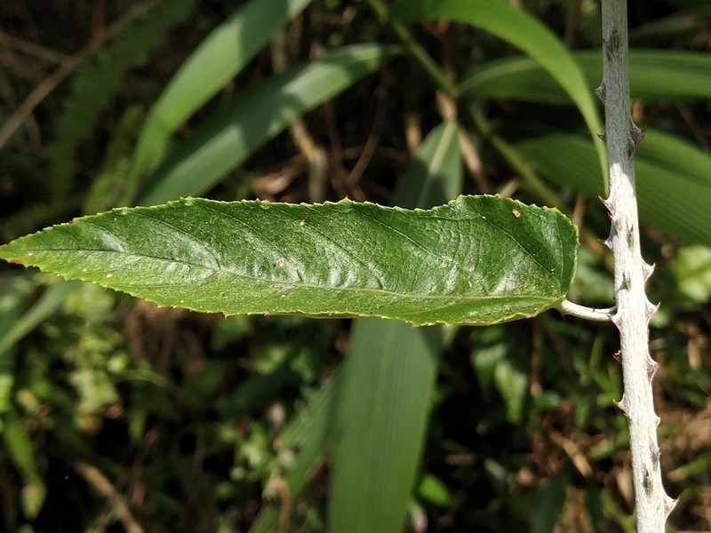 Rubus swinhoei