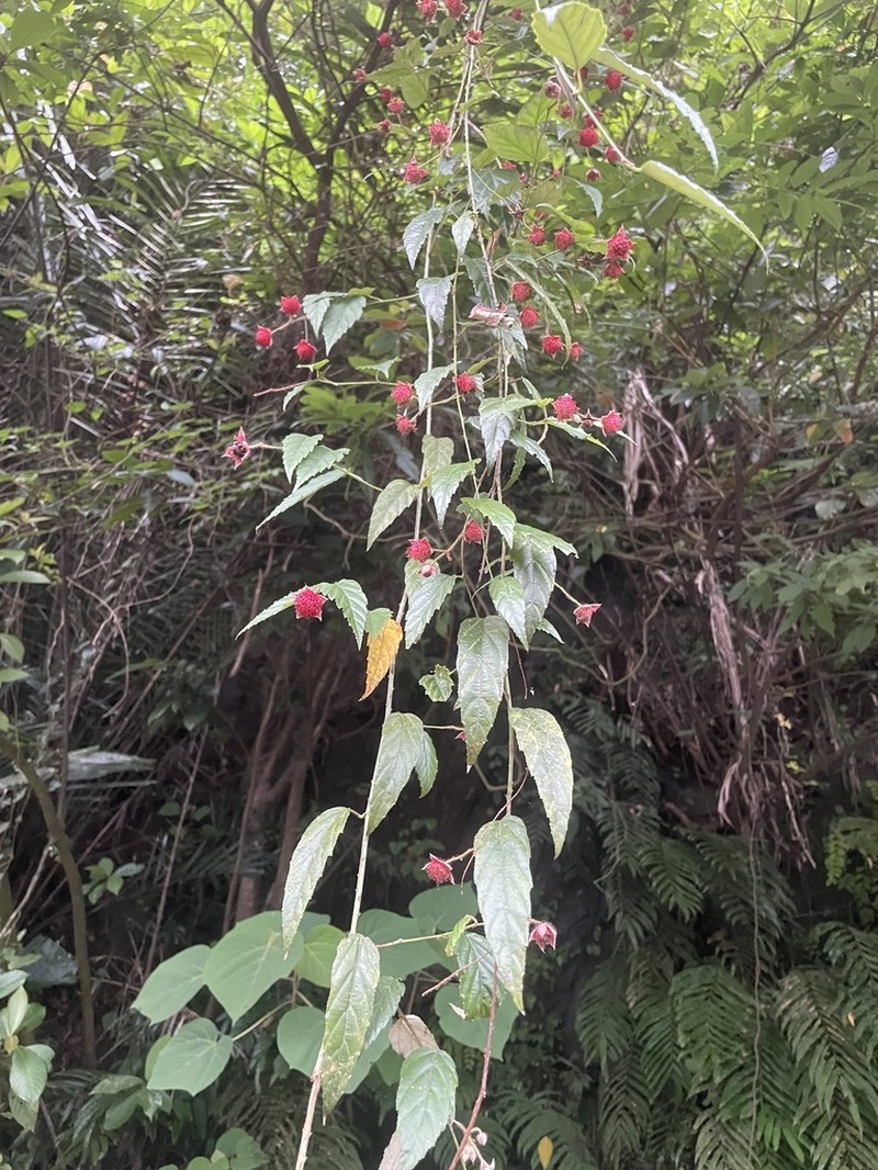 Rubus swinhoei photo 2