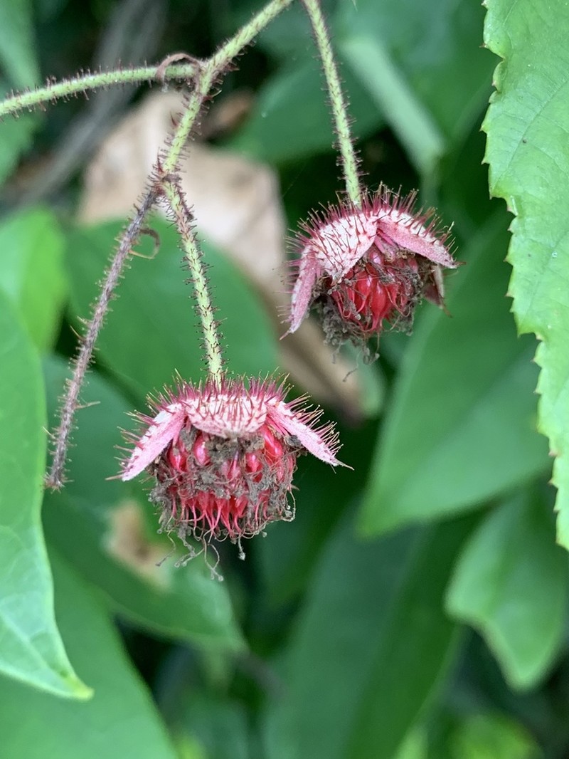 Rubus swinhoei photo 3